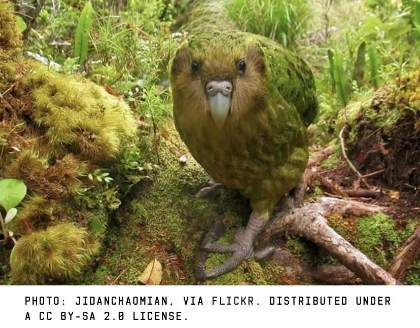 Meet the Kākāpō, New Zealand’s Unique Night Parrot