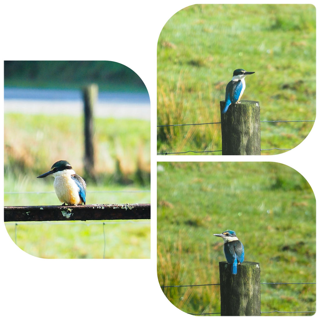 New Zealand's Treasured Sacred Kingfisher (Kotare)