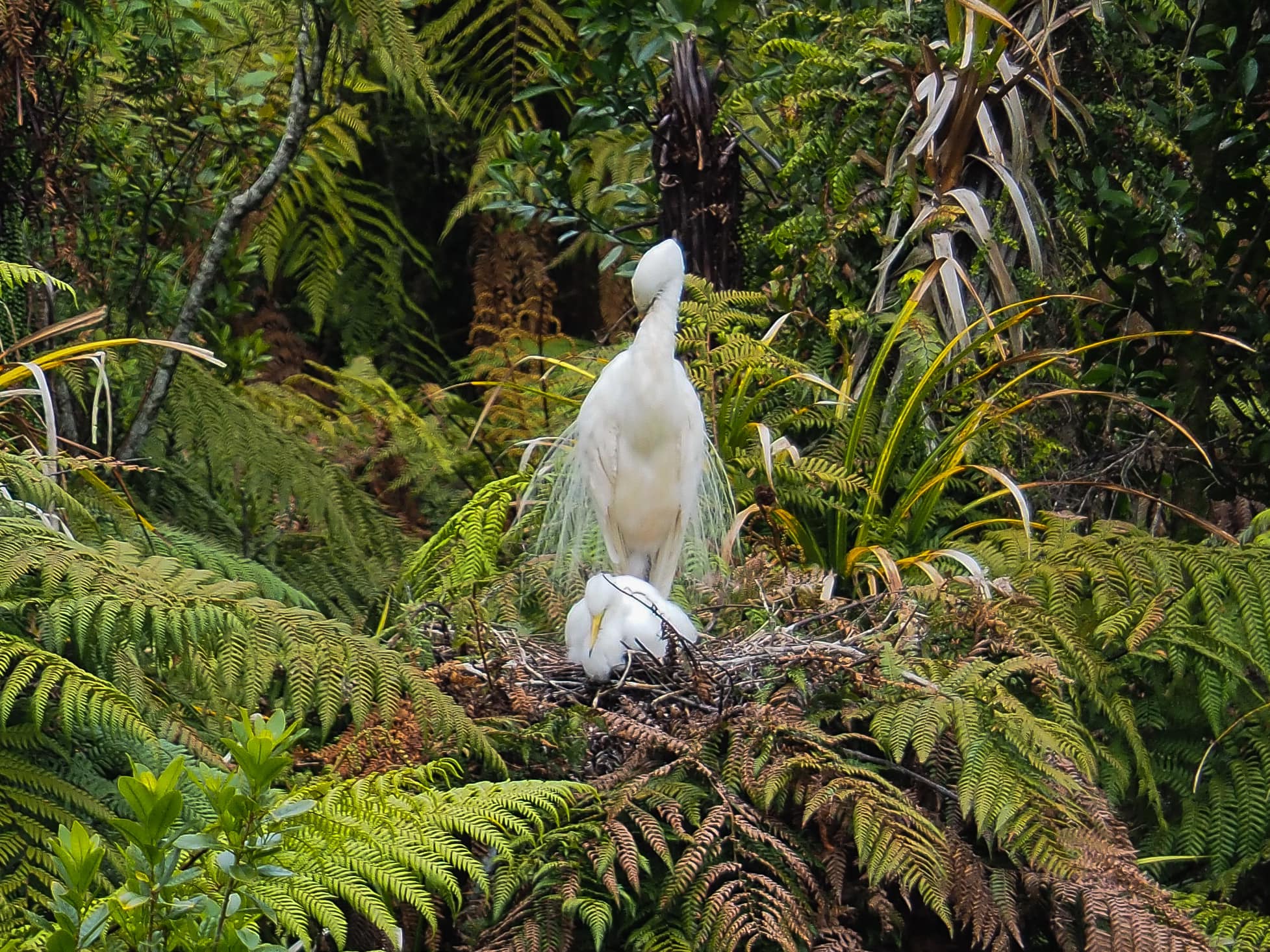 The Kotuku: New Zealand's Taonga of Cultural Significance – Meena.nzcraft