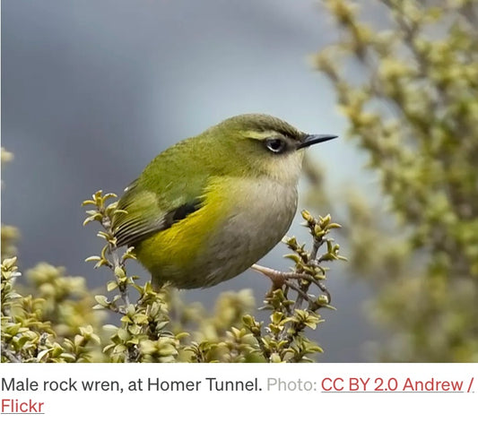 New Zealand's Big Mountain Little Bird - The Rock Wren