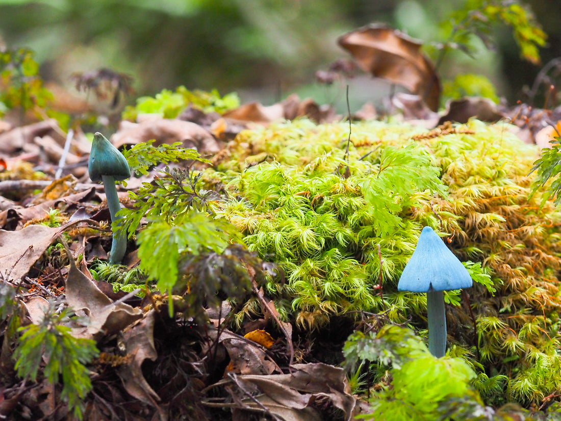 Discovering the Hidden World of New Zealand's Moss