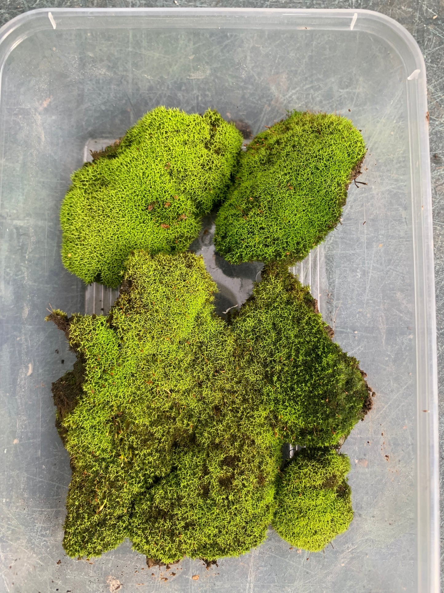 Threaded moss (Bryum moss, Sun Tolerant Moss)