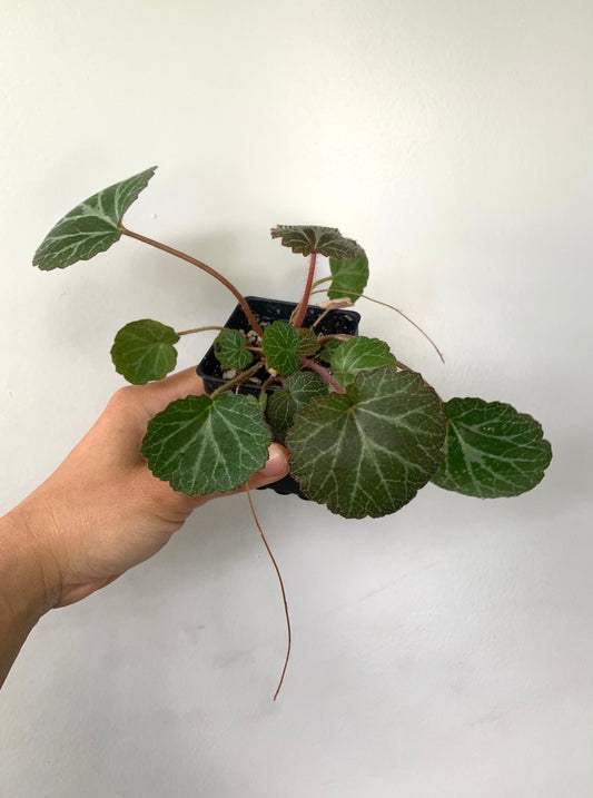 Strawberry begonia