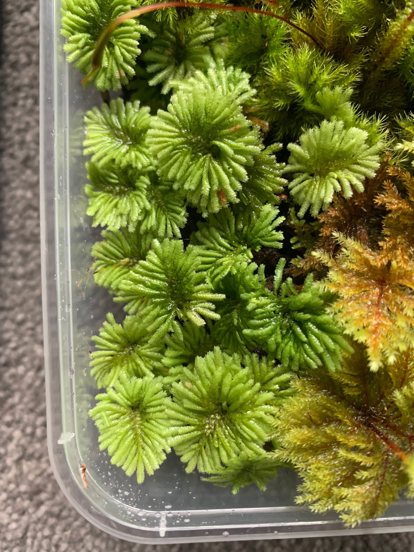 Mixed Umbrella Moss (Hypopterygium sp)