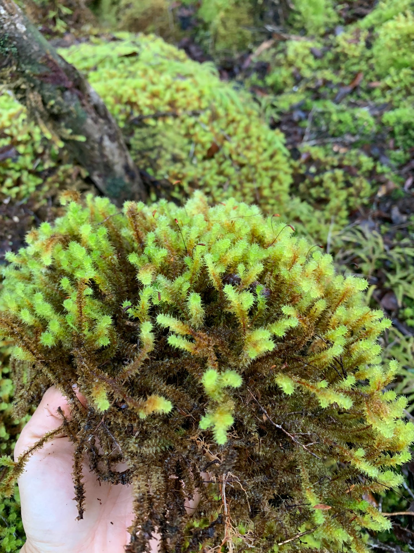 Pipe cleaner Moss (Ptychomnion aciculare)