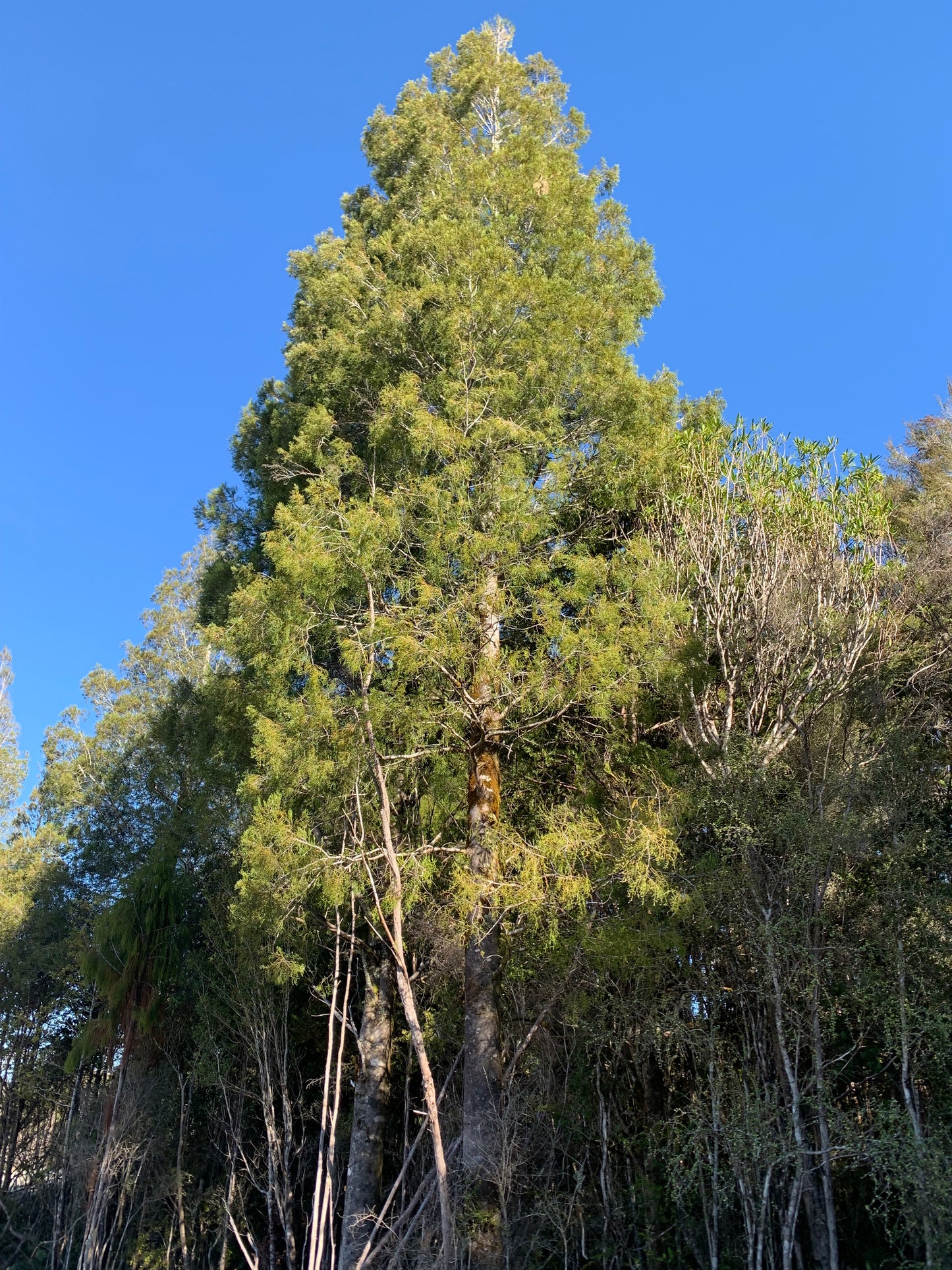 30 Kahikatea Seedlings (NZs Tallest Native Tree)