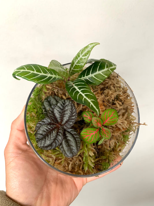 Terrarium Plants Rooted Cutting Pack