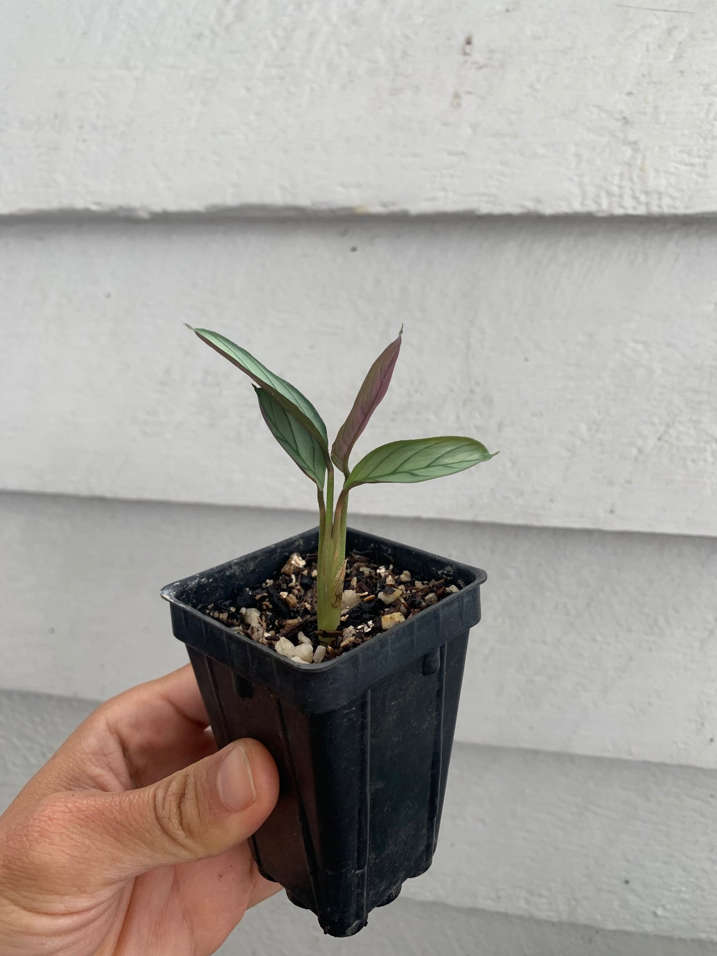 Ctenanthe Burle-Marxii ‘Amagris’