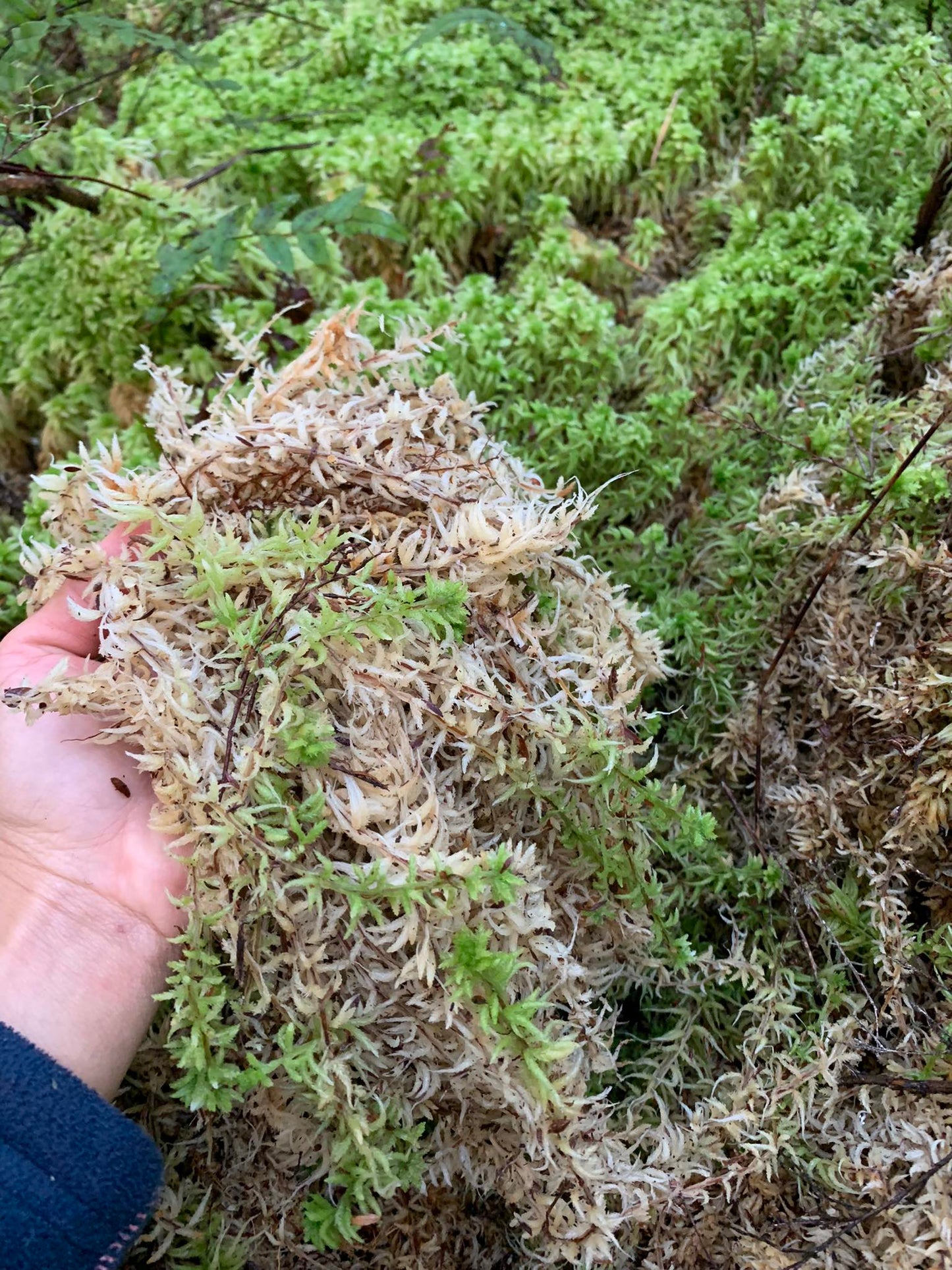 1 Kg. Fresh West Coast Sphagnum Moss (Ready to use)
