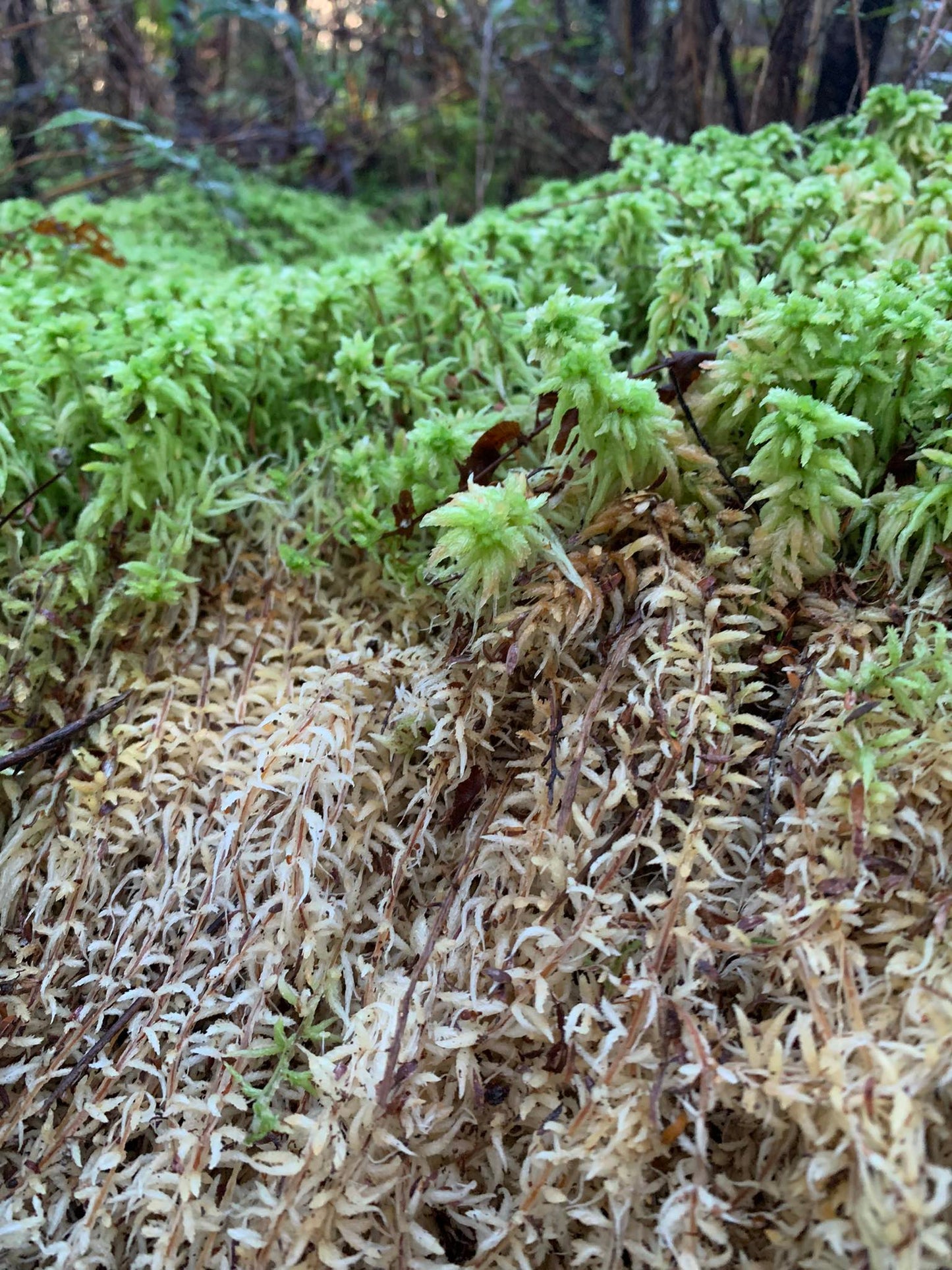 1 Kg. Fresh West Coast Sphagnum Moss (Ready to use)