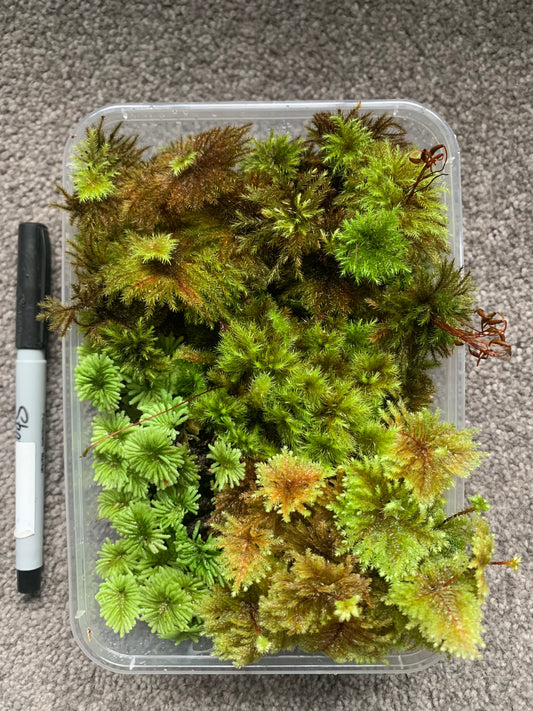 Mixed Umbrella Moss (Hypopterygium sp)