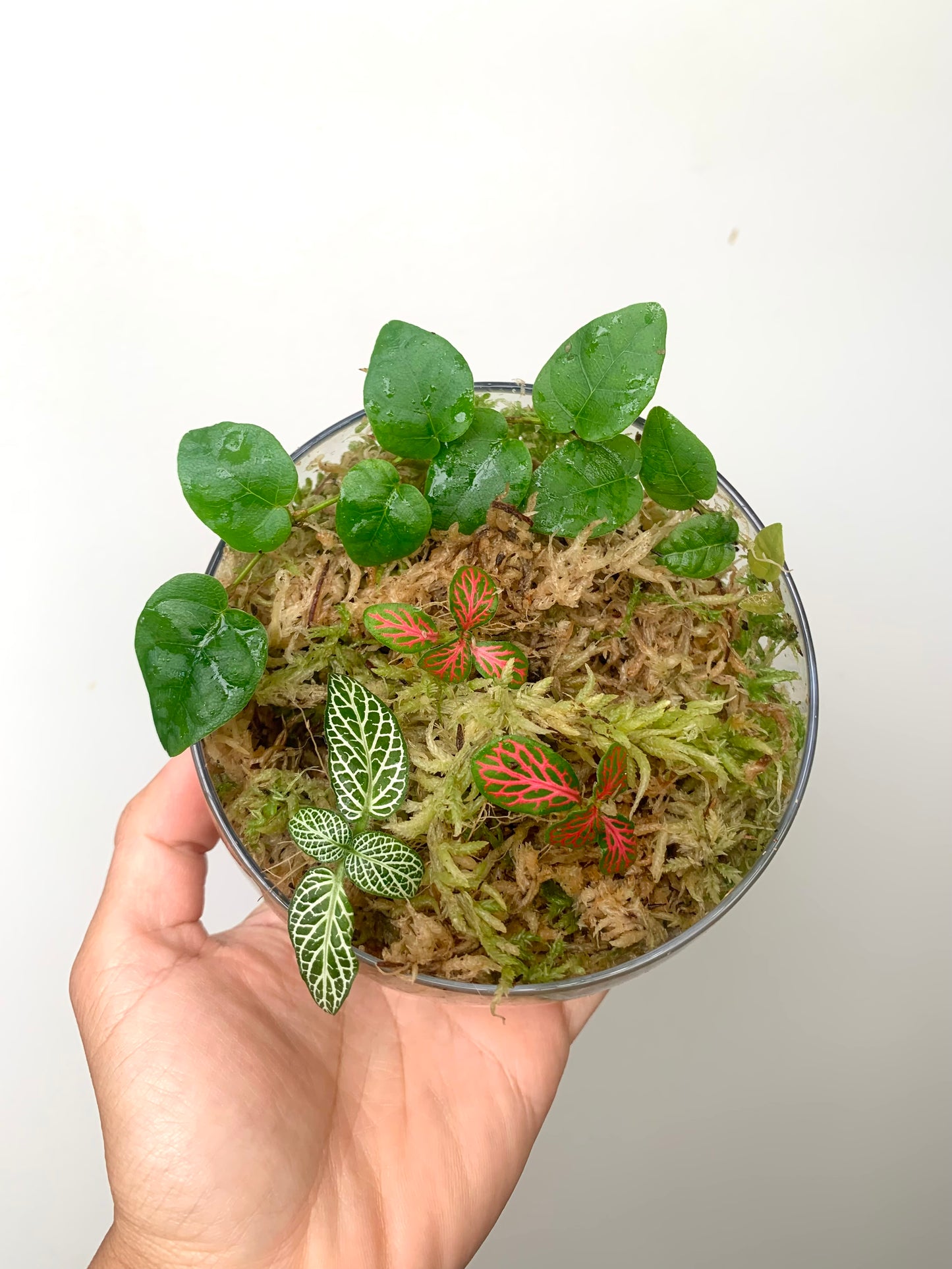 Terrarium Plants Rooted Cutting Pack