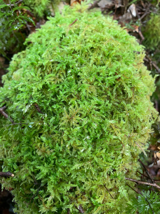 Fern Moss (Thuidium furfurosum)