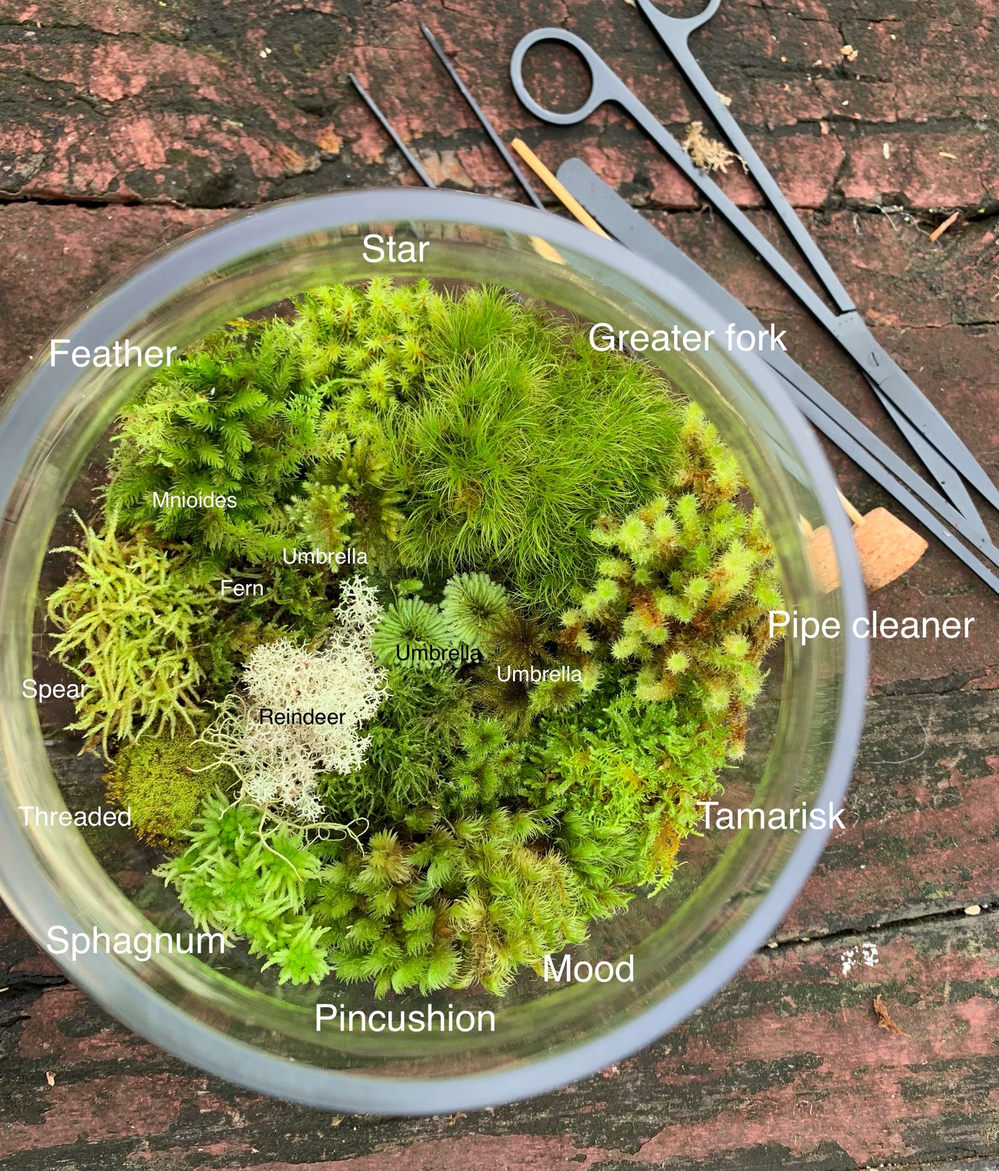 Living Terrarium Moss (10 Mixed Varieties)