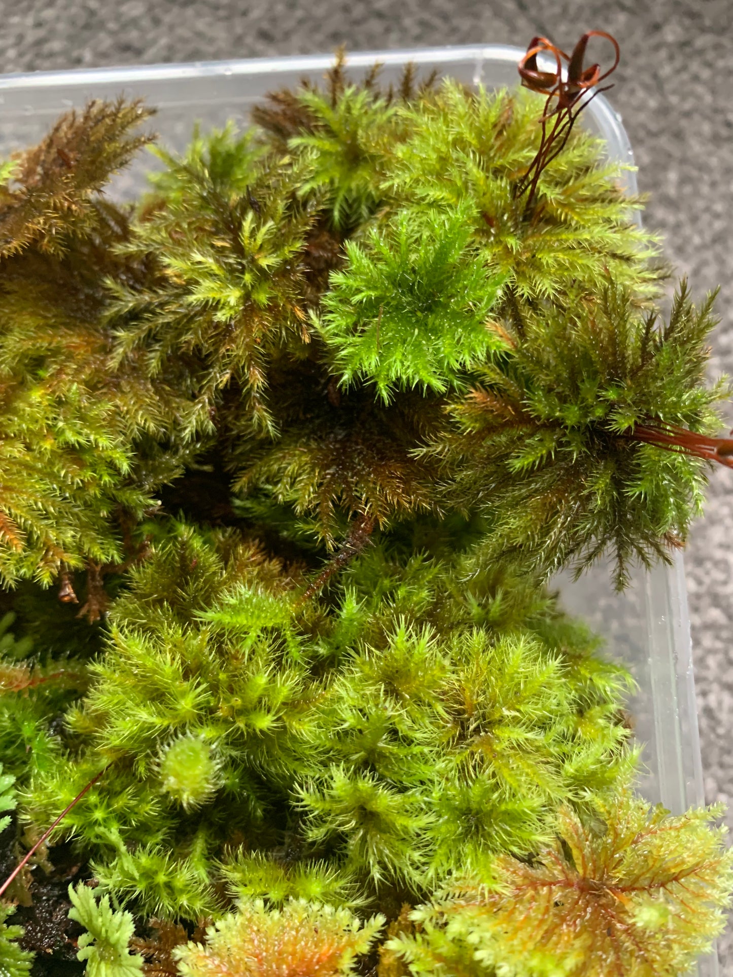 Mixed Umbrella Moss (Hypopterygium sp)