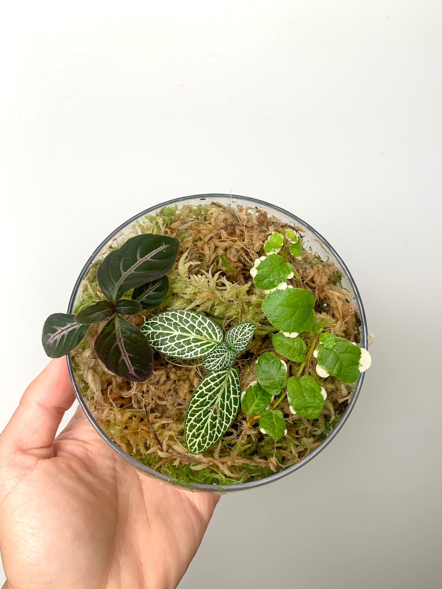 Terrarium Plants Rooted Cutting Pack