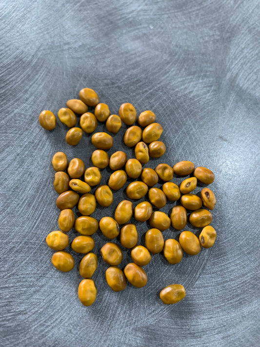 60 Kōwhai seeds (Sophora Microphylla)