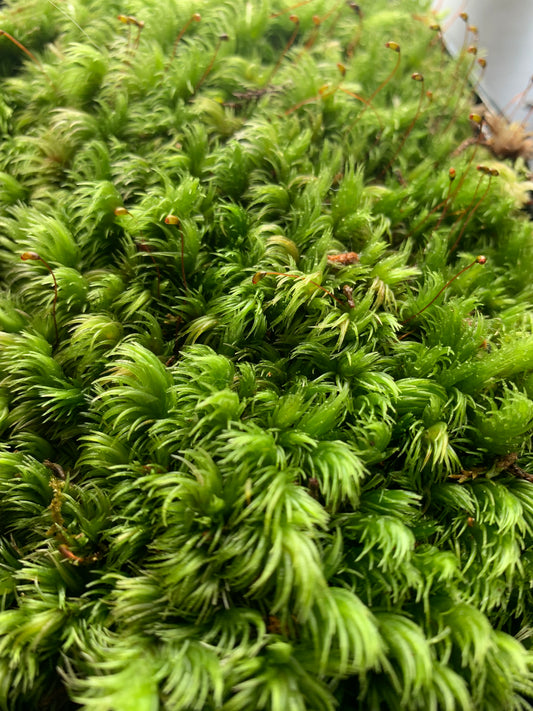 Milk Moss, Pincushion moss (Leucobryum javense)