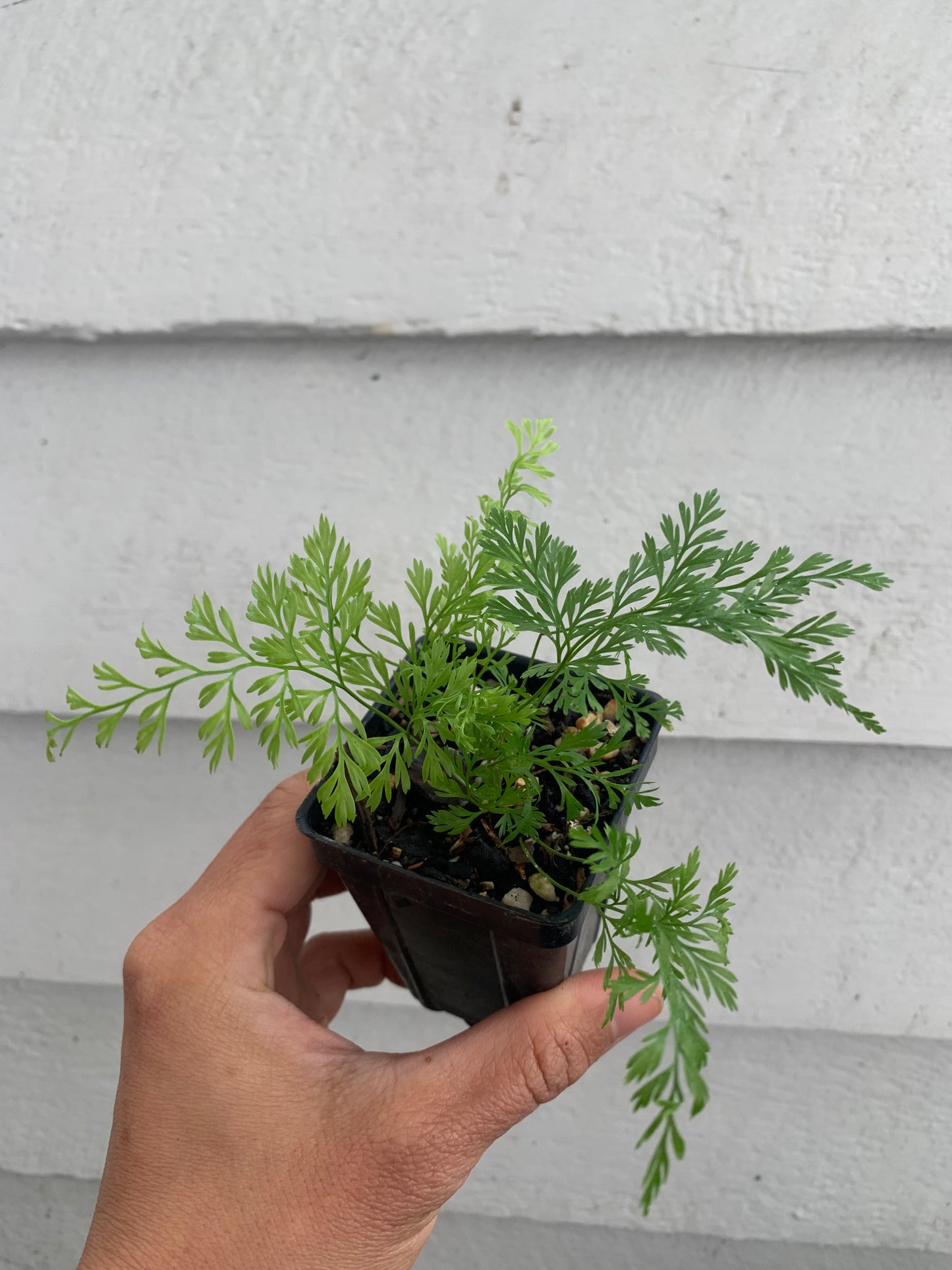 Rabbit's Foot Fern