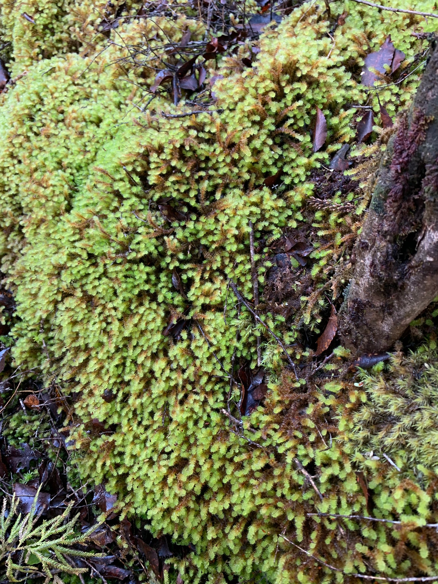 Pipe cleaner Moss (Ptychomnion aciculare)