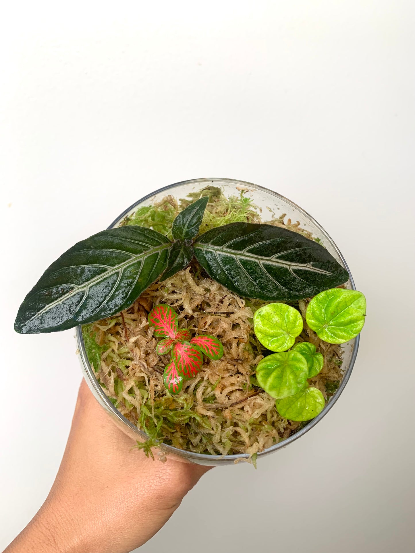 Terrarium Plants Rooted Cutting Pack