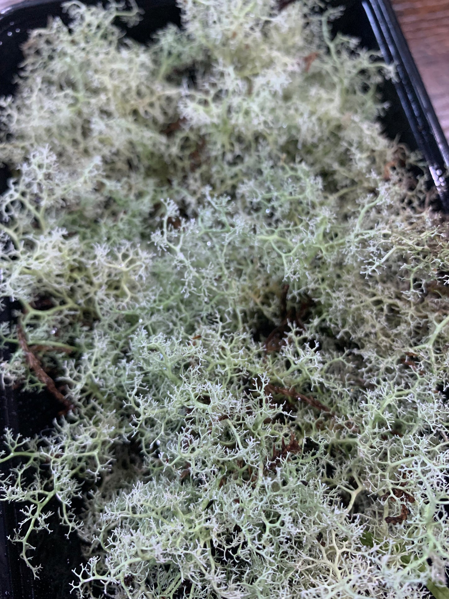 Reindeer Moss (Cladonia evansii, Reindeer Lichen) Rare
