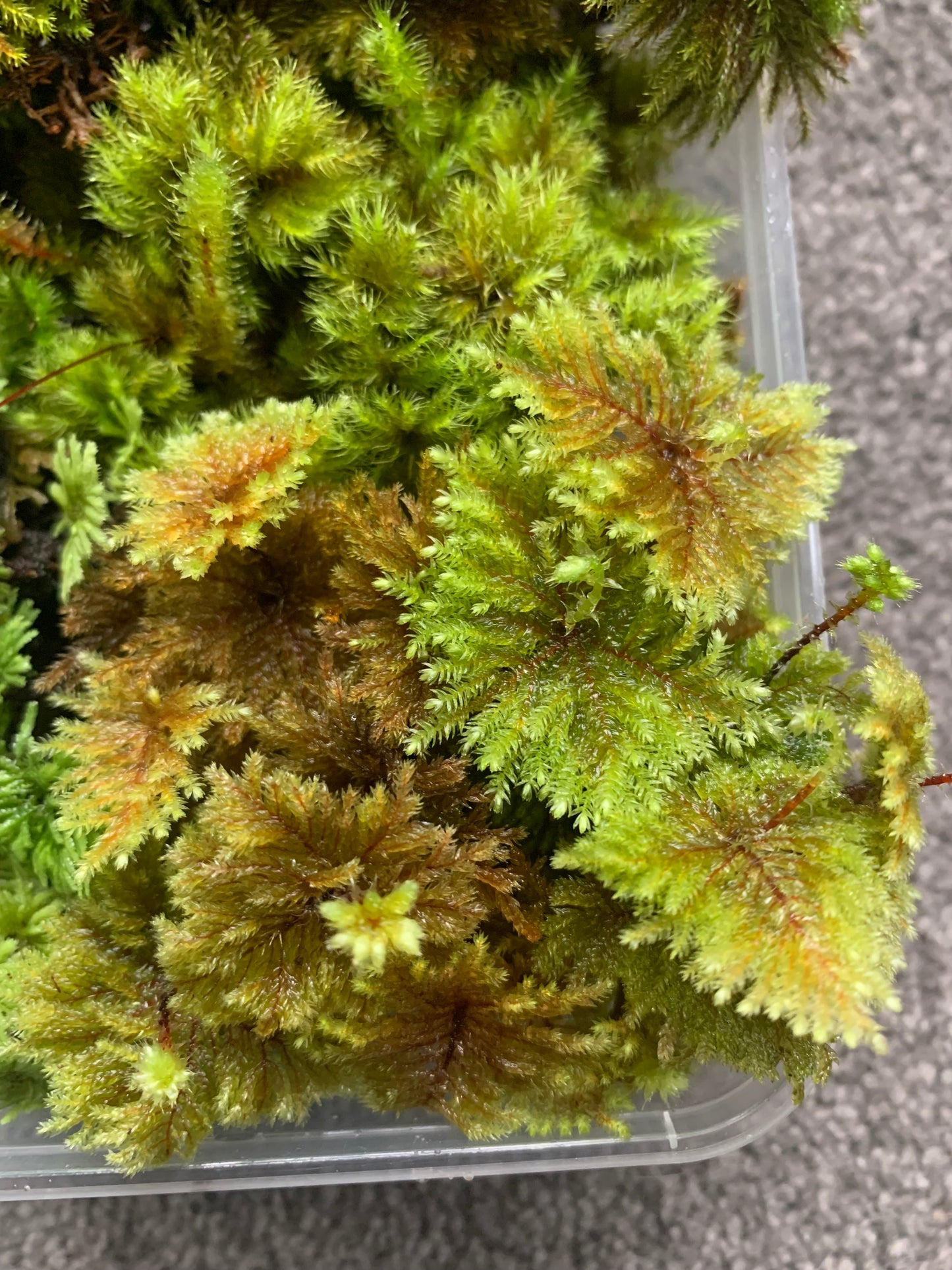 Mixed Umbrella Moss (Hypopterygium sp)