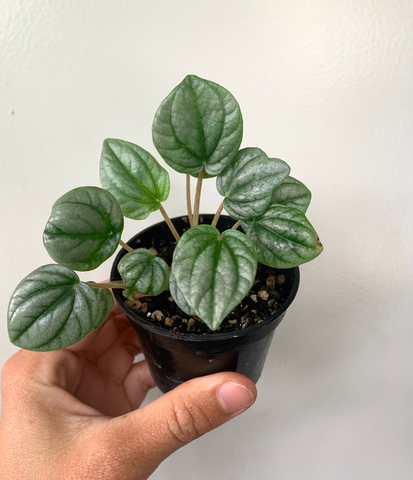 Peperomia Moonlight