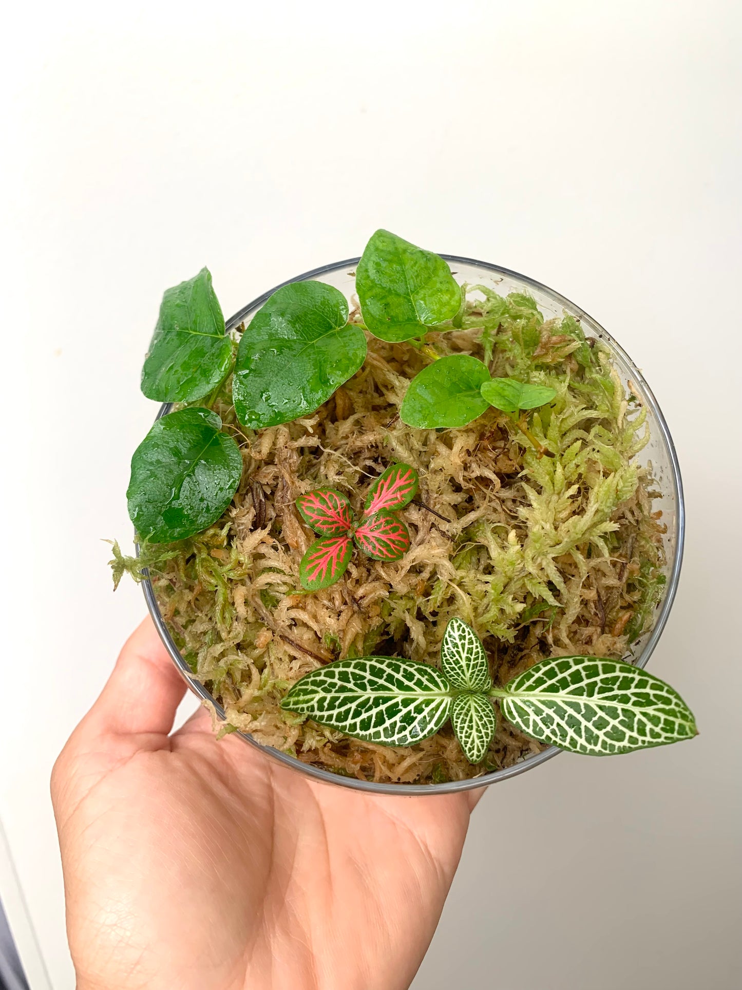 Terrarium Plants Rooted Cutting Pack