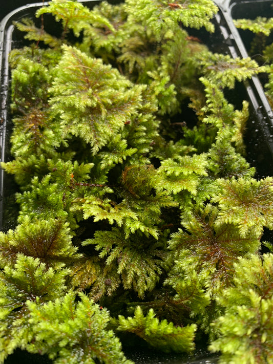 Umbrella Moss #1 (Hypopterygium filiculaeforme )