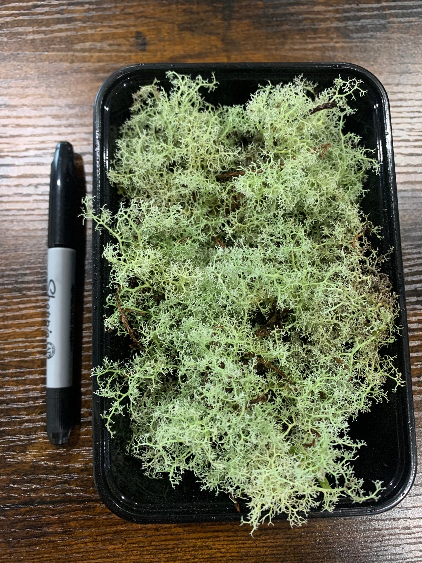 Reindeer Moss (Cladonia evansii, Reindeer Lichen) Rare