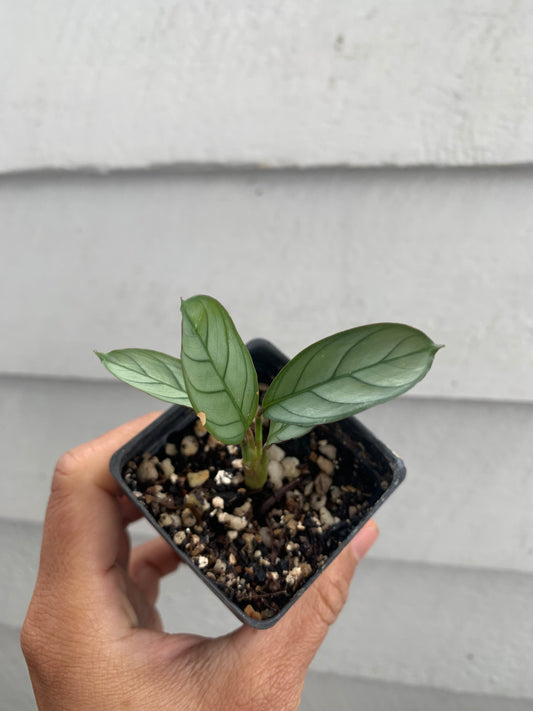 Ctenanthe Burle-Marxii ‘Amagris’