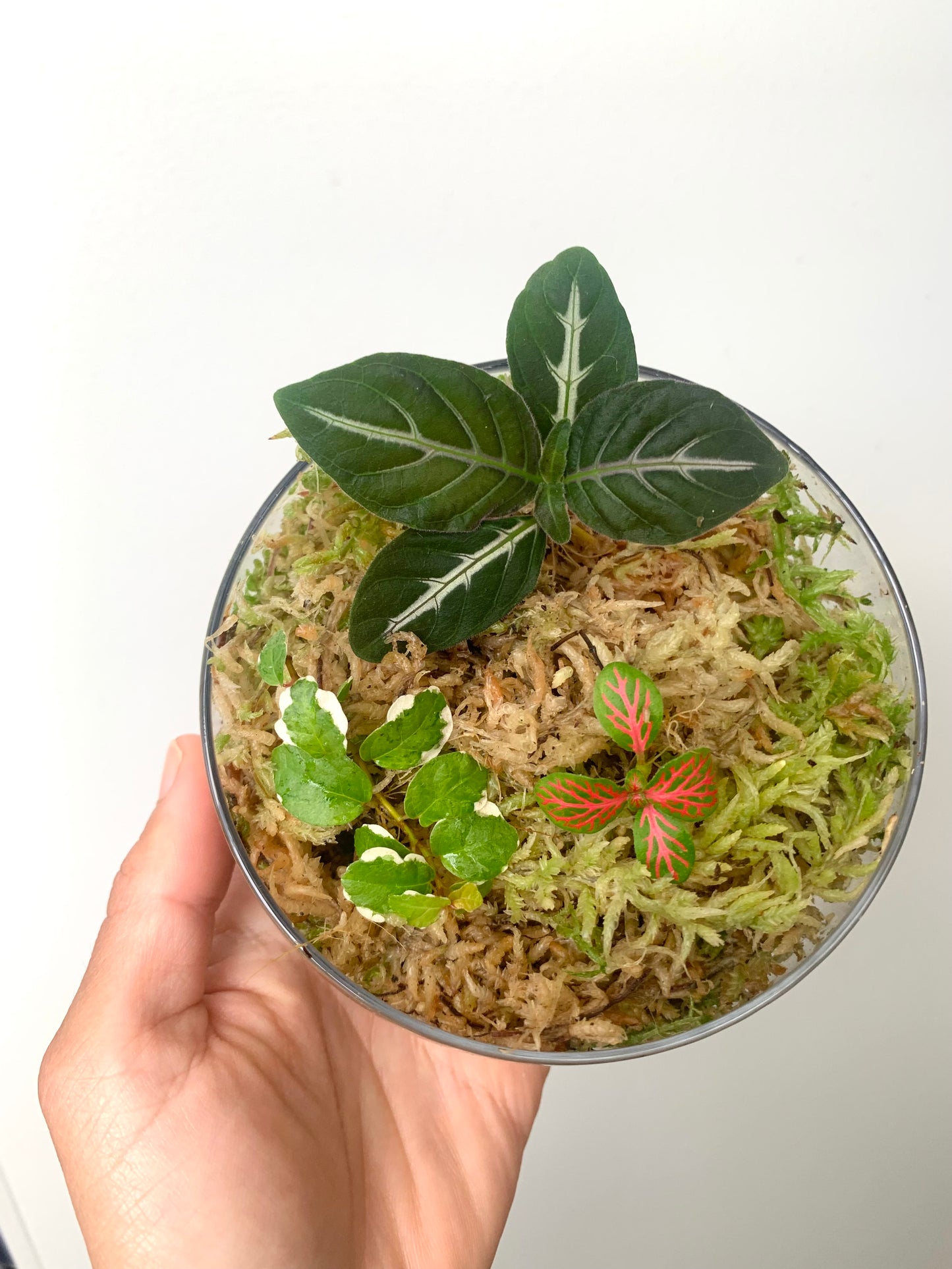 Terrarium Plants Rooted Cutting Pack