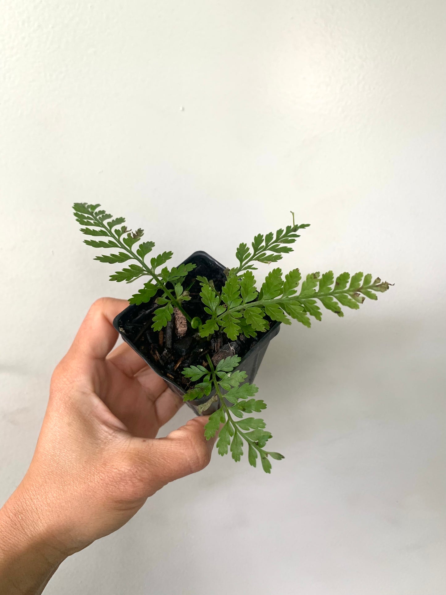 Hen & Chicken Fern (Asplenium bulbiferum)