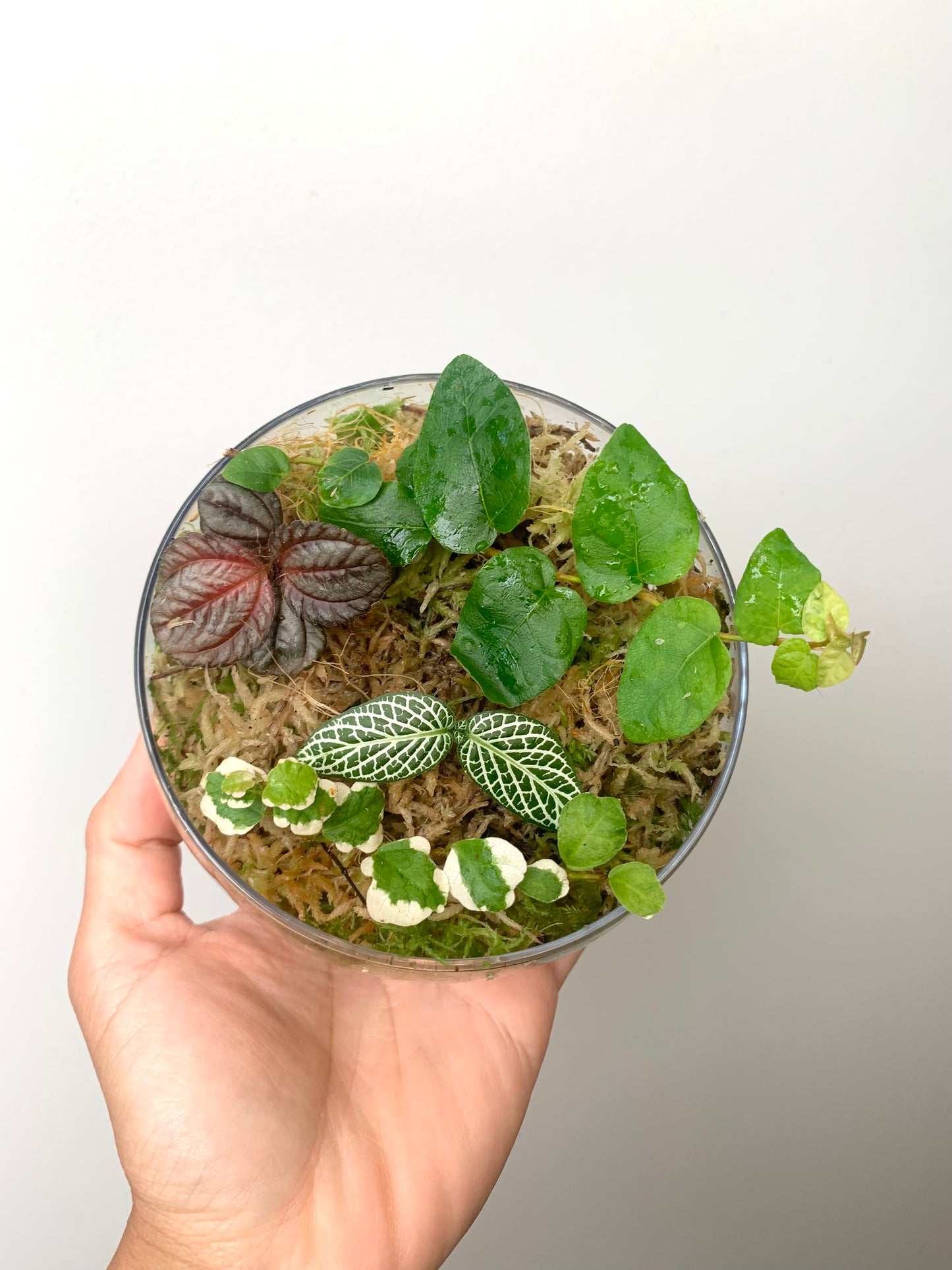 Terrarium Plants Rooted Cutting Pack