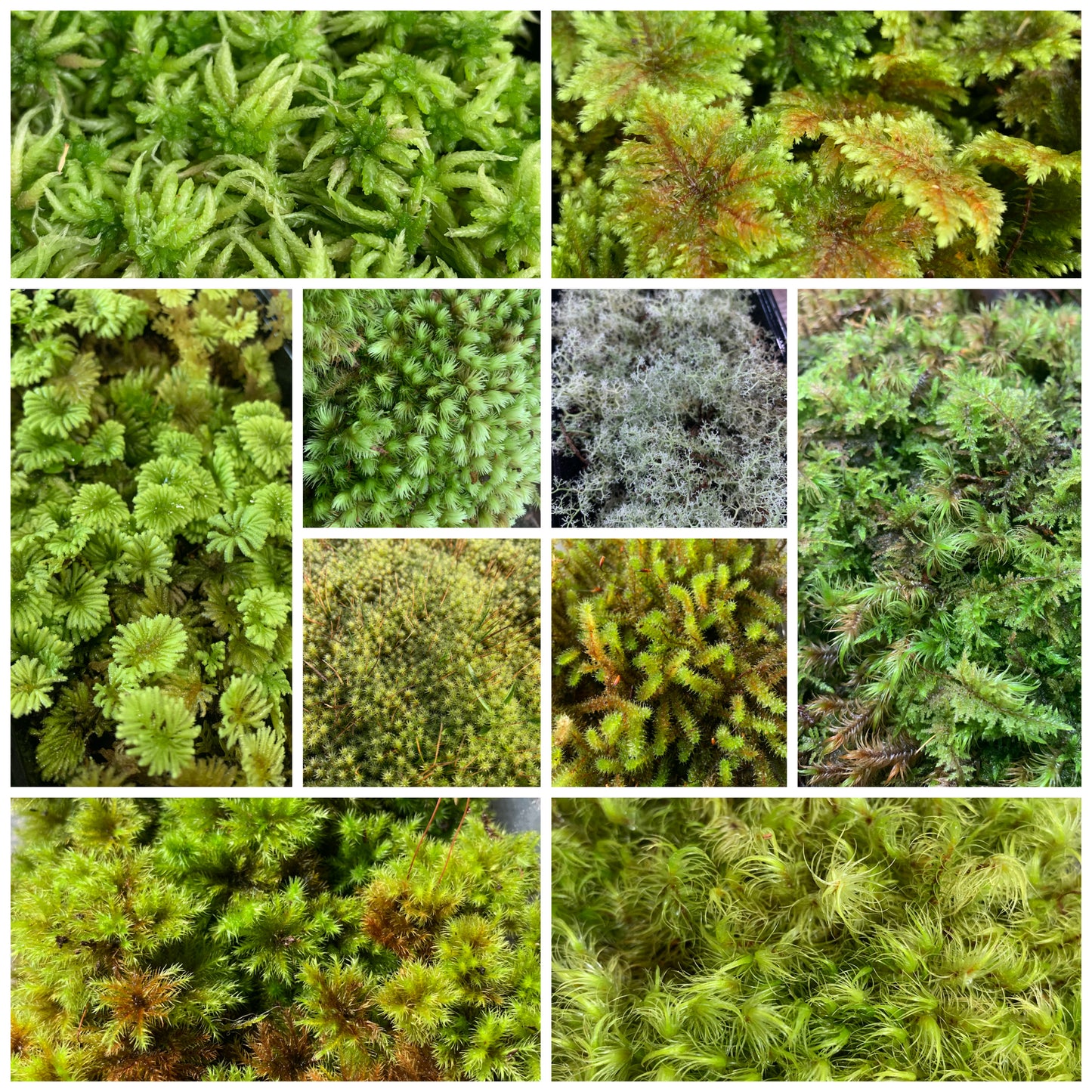 Living Terrarium Moss (10 Mixed Varieties)