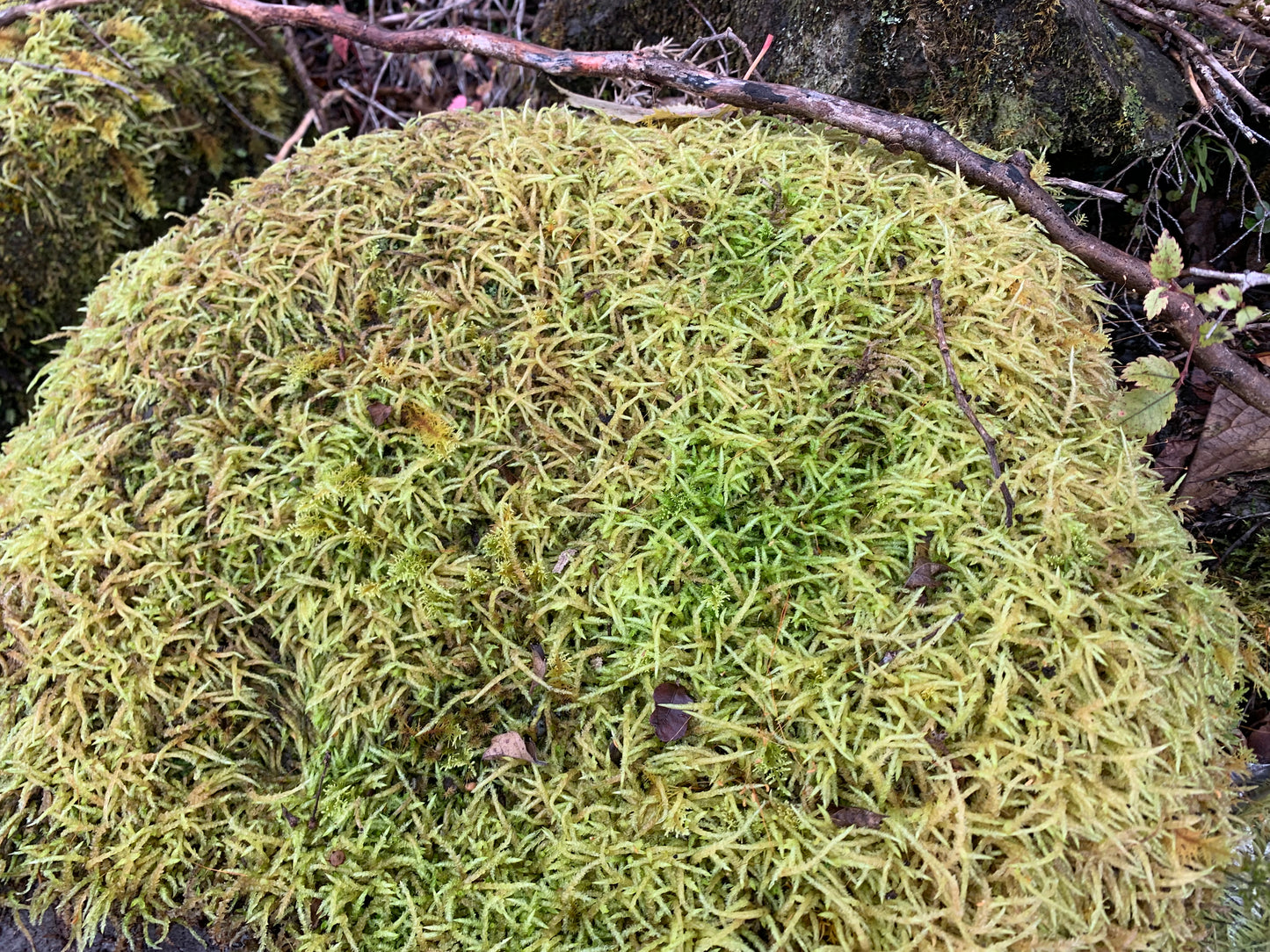 Spear Moss (Acrocladium chlamydophyllum) Rare