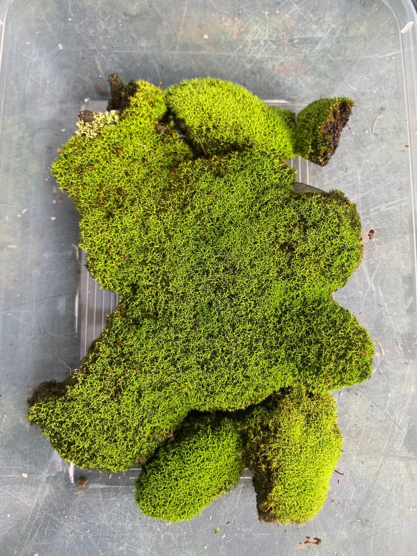 Threaded moss (Bryum moss, Sun Tolerant Moss)