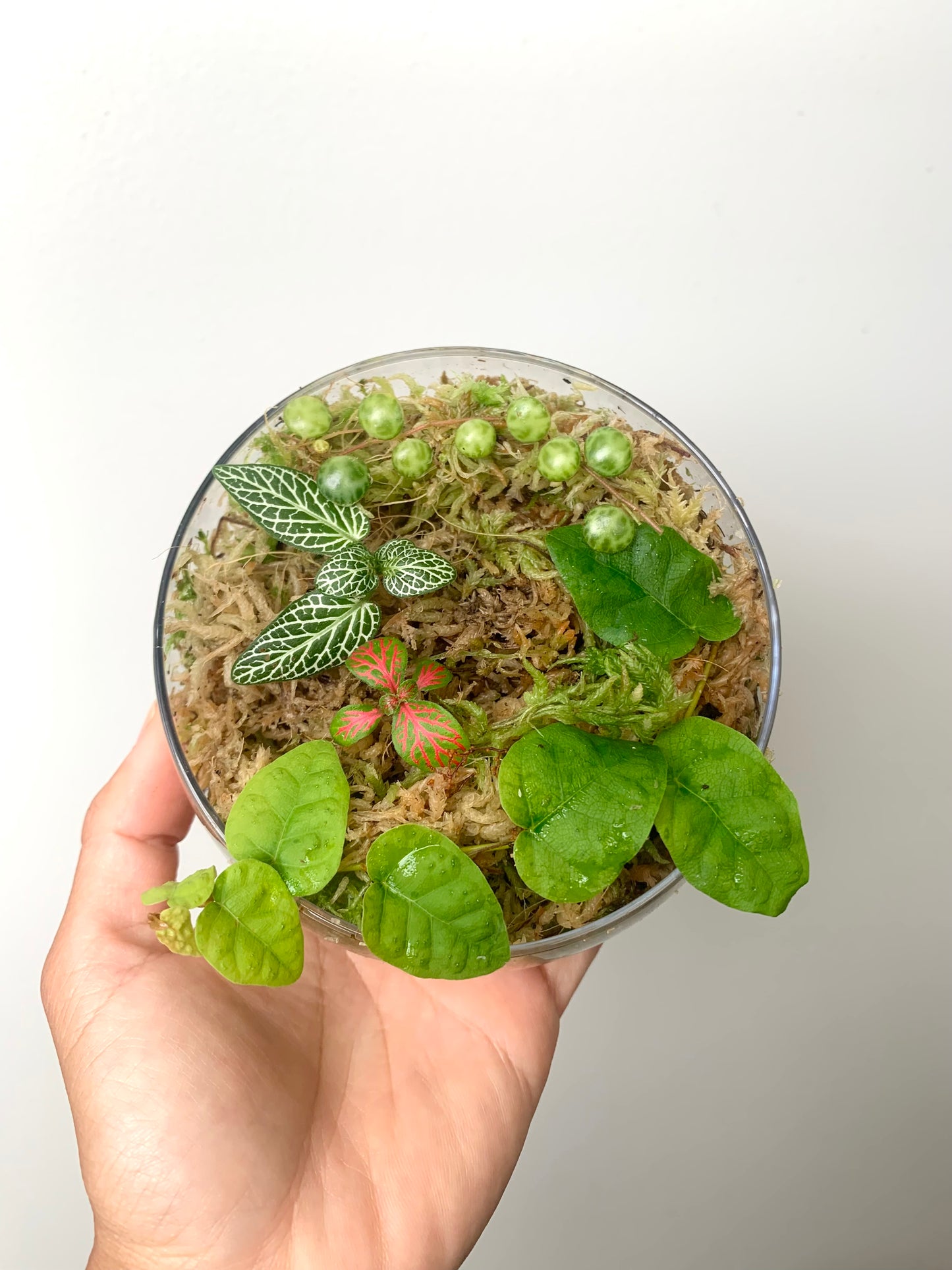 Terrarium Plants Rooted Cutting Pack