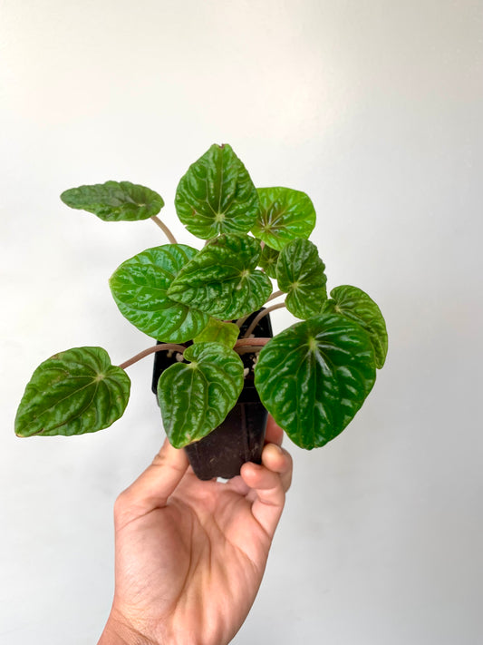 Peperomia Emerald Green