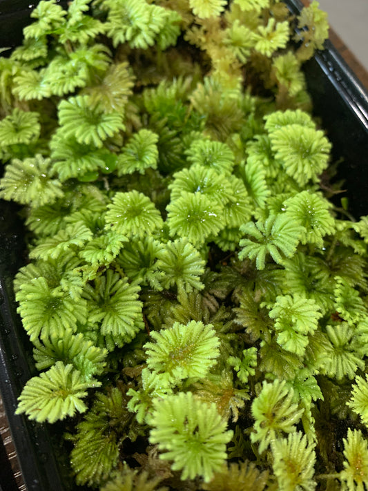 Umbrella Moss #2 (Hypopterygium rotulatum) Rare