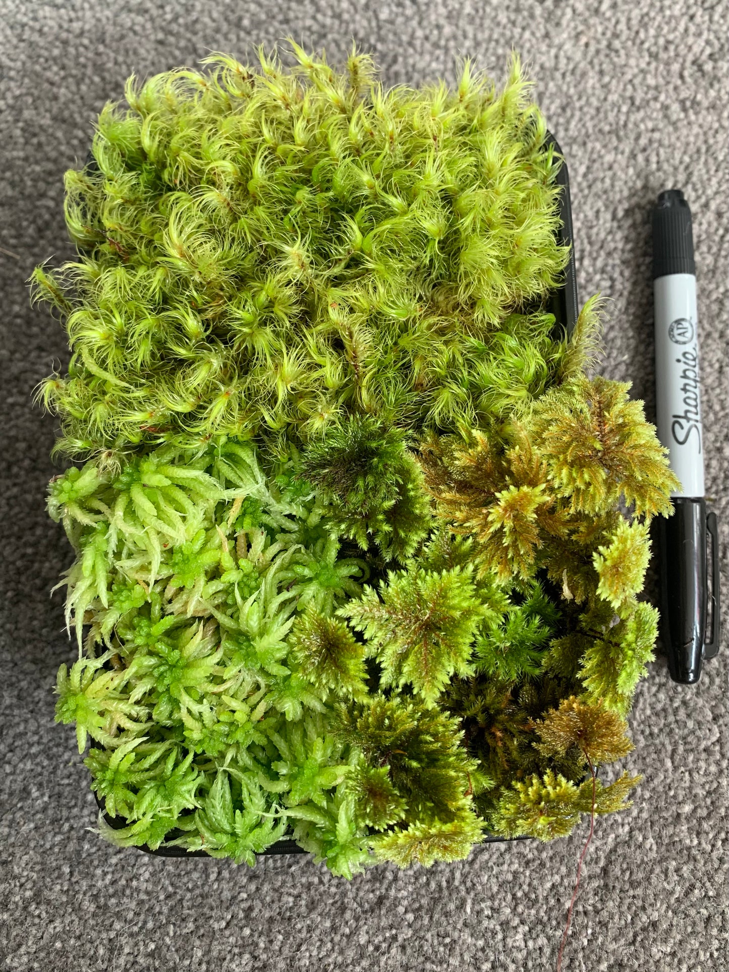 Umbrella, Sphagnum and Mood moss (3x Mixed Moss)