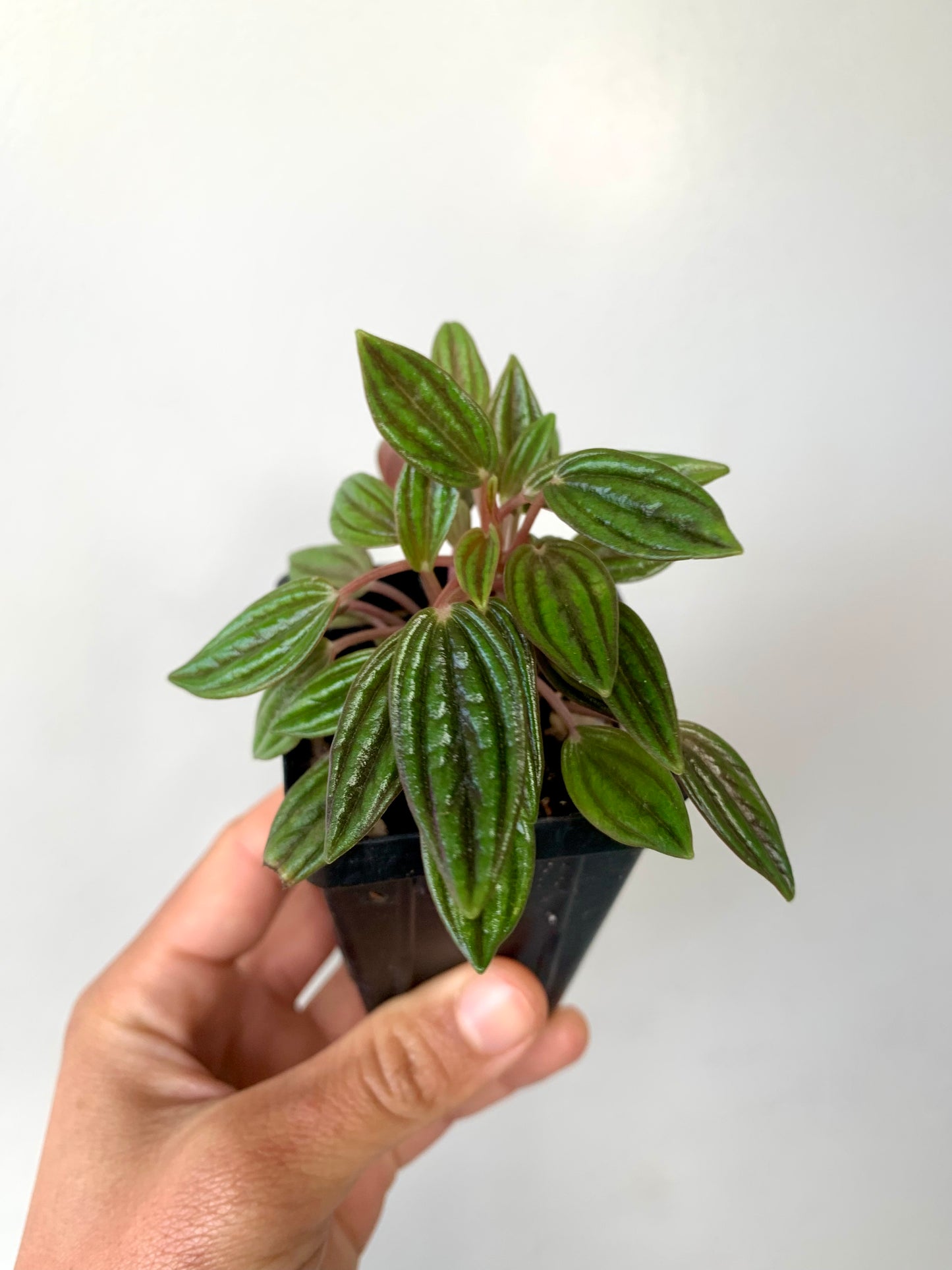 Peperomia Rosso