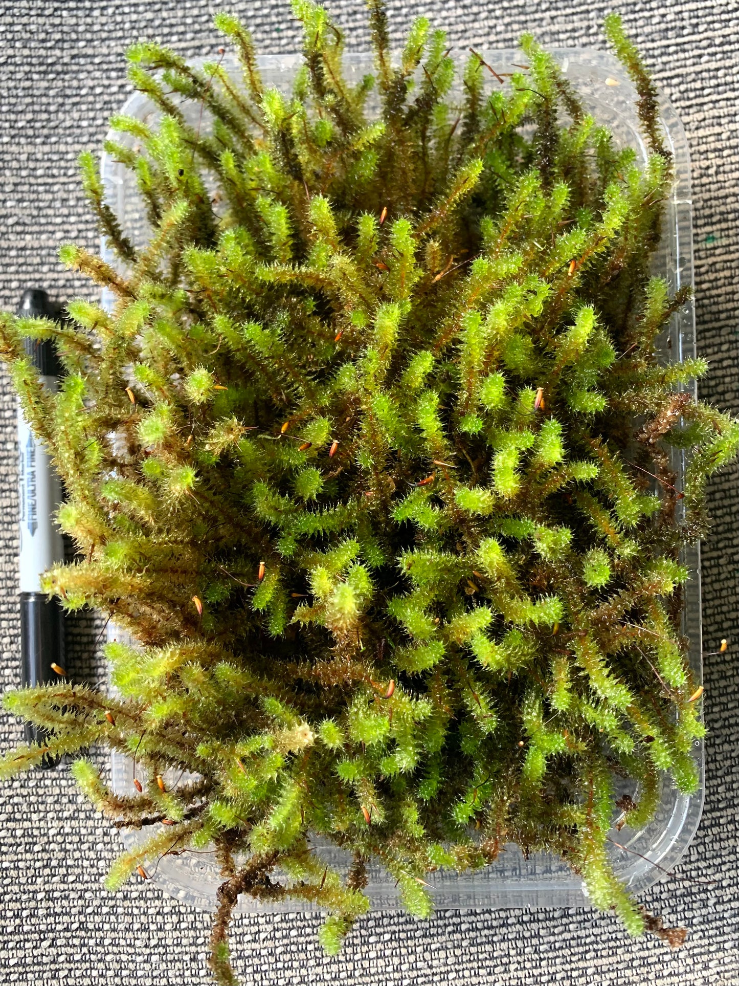 Pipe cleaner Moss (Ptychomnion aciculare)