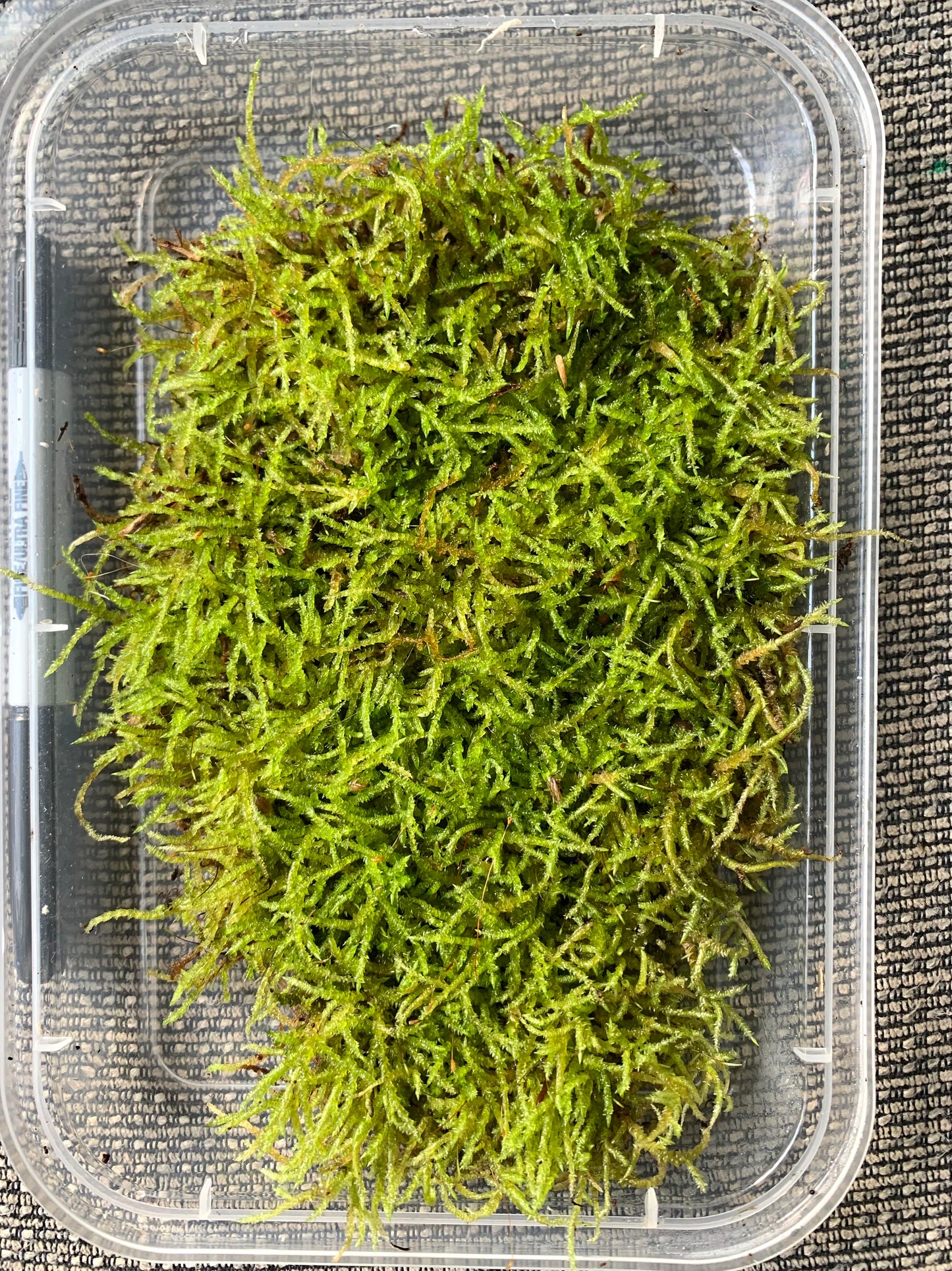 Spear Moss (Acrocladium chlamydophyllum) Rare