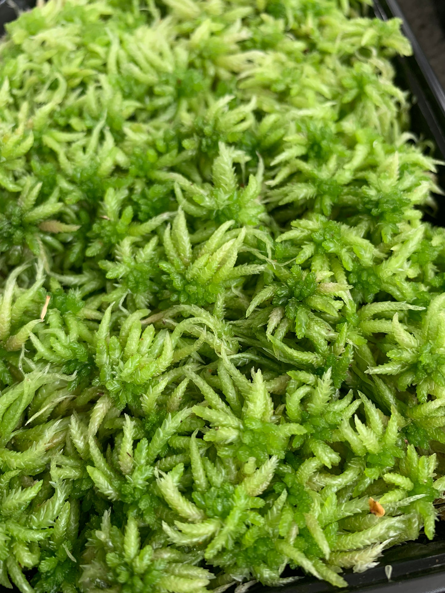 Umbrella, Sphagnum and Mood moss (3x Mixed Moss)