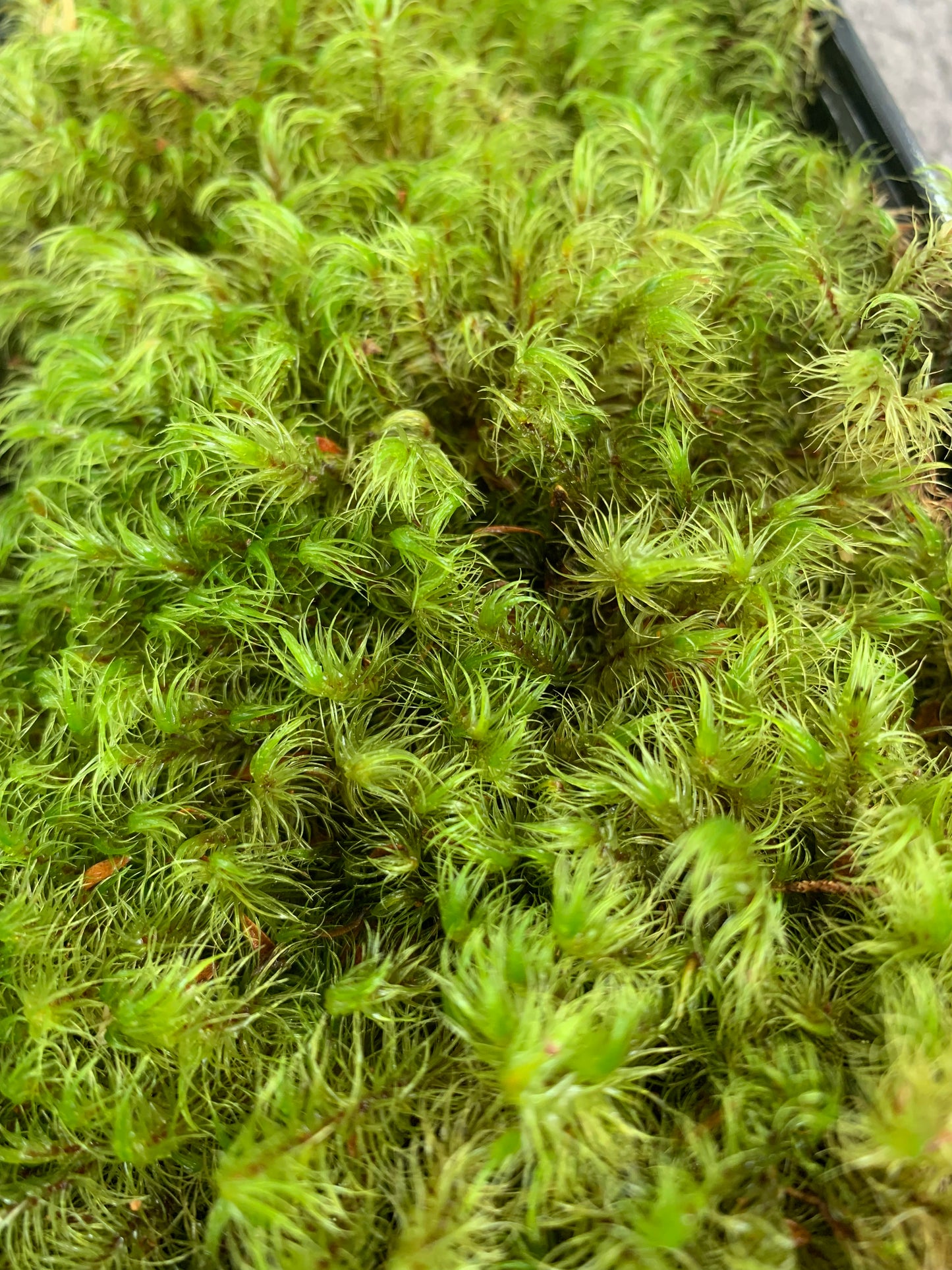 Umbrella, Sphagnum and Mood moss (3x Mixed Moss)