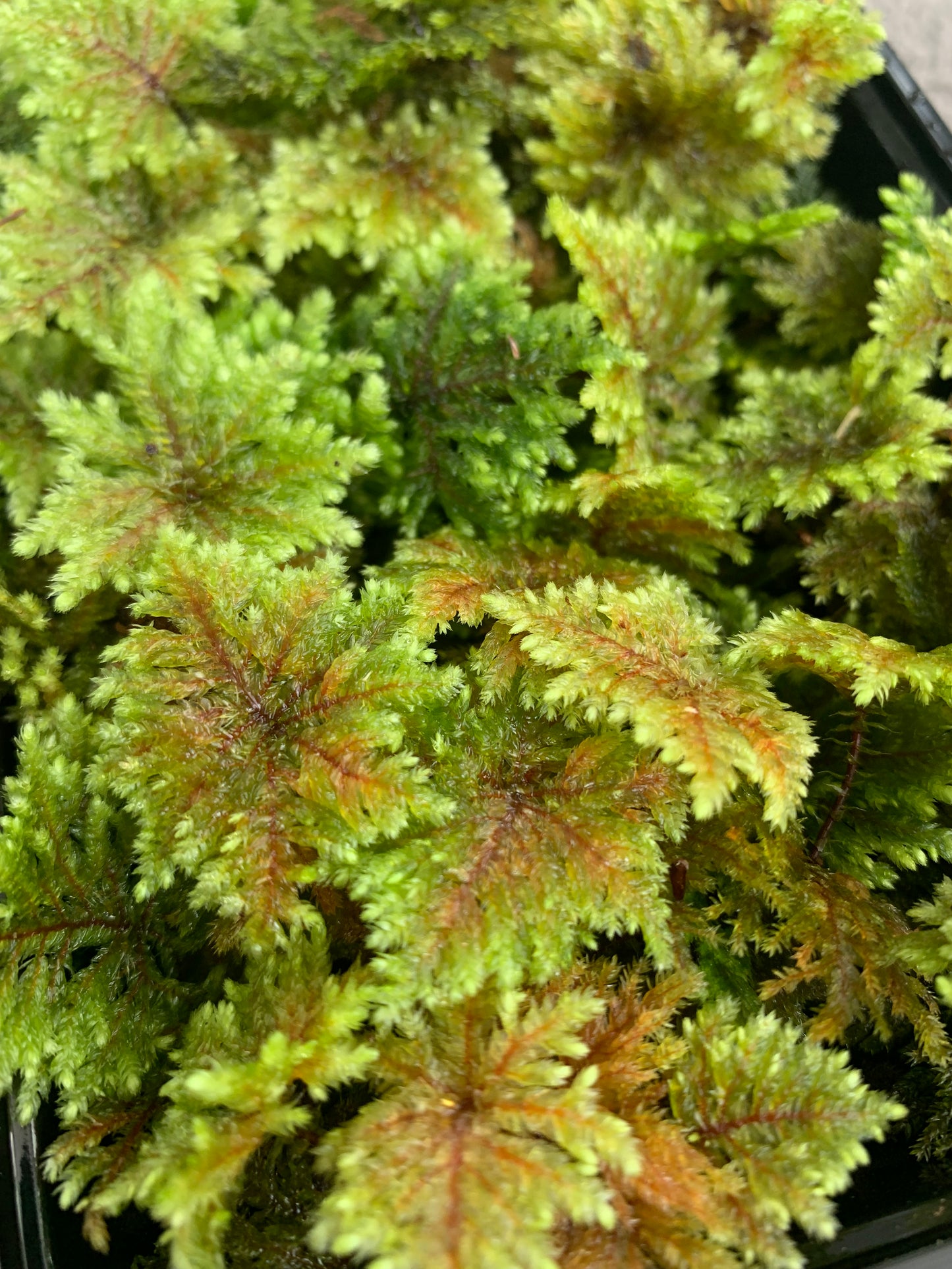 Umbrella, Sphagnum and Mood moss (3x Mixed Moss)