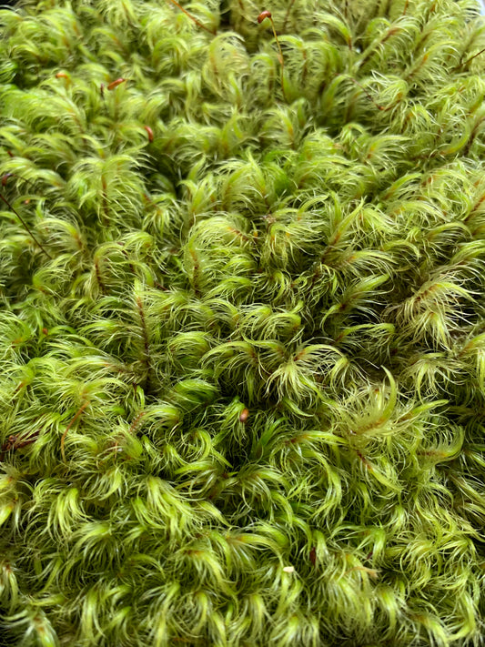 Mood moss (Dicranoloma dicarpum)