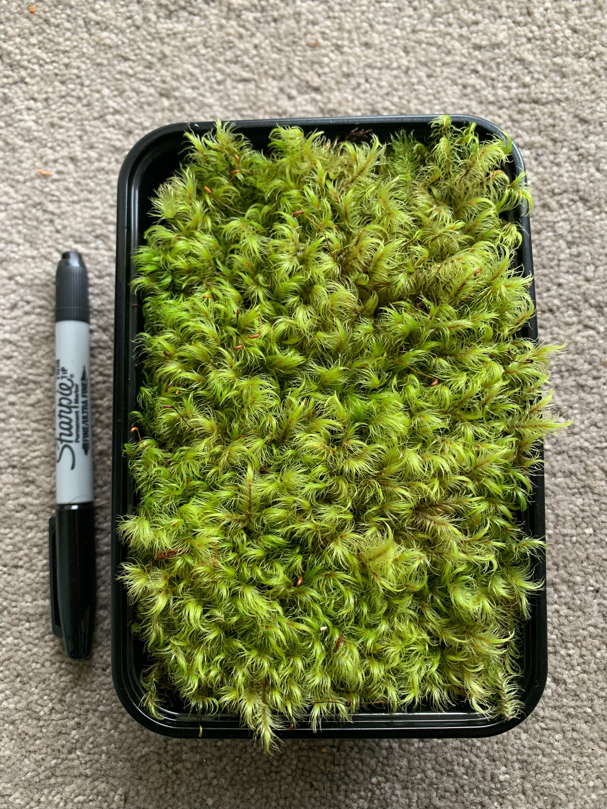 Living Terrarium Moss